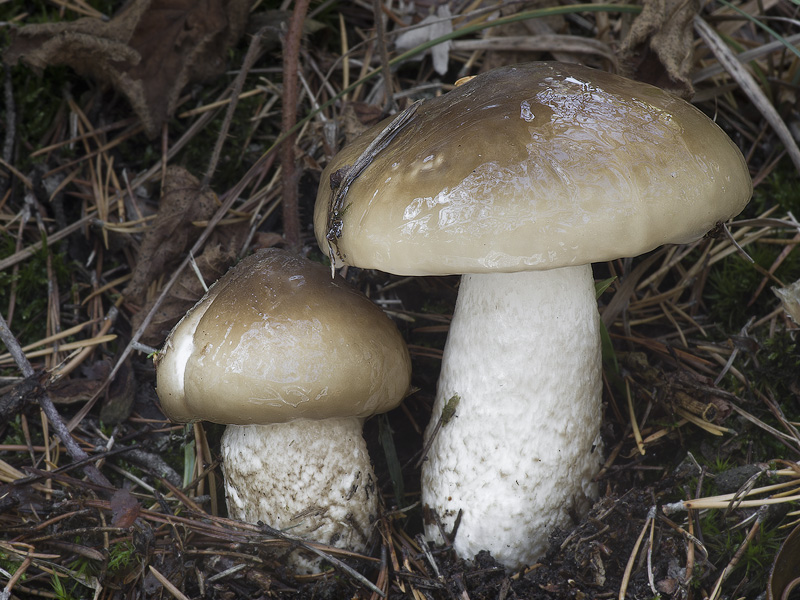 Hygrophorus latitabundus